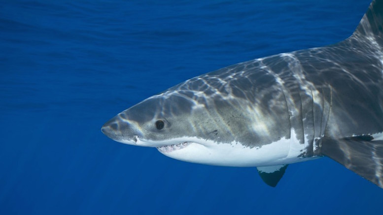 A great white shark swimming at Guadalupe Island looking for food