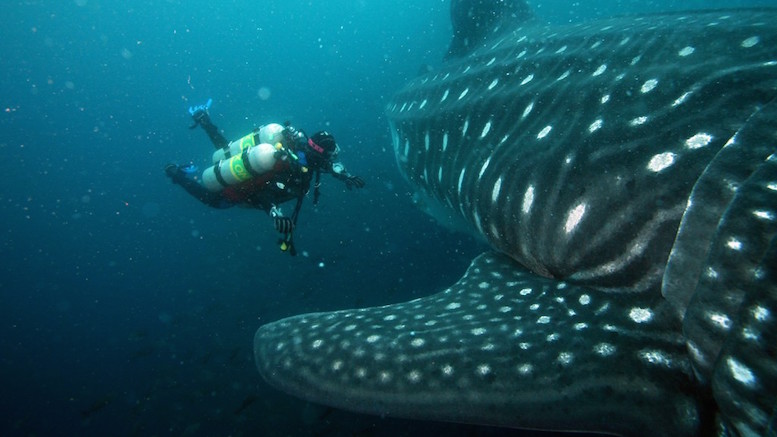 Scuba diver approaching whale shark in galapagos islands waters