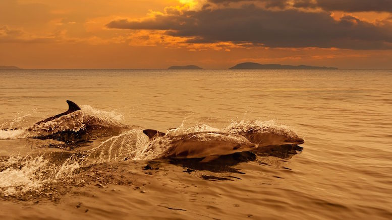 Dolphin sunset