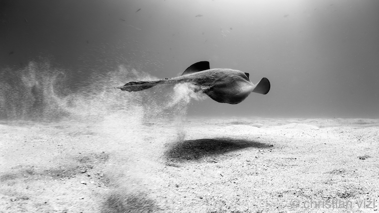 México, Baja California, Sea of Cortez, Cabo Pulmo. A stingray swimming near a sandy bottom.