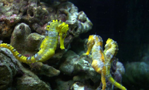 Save our Seahorses