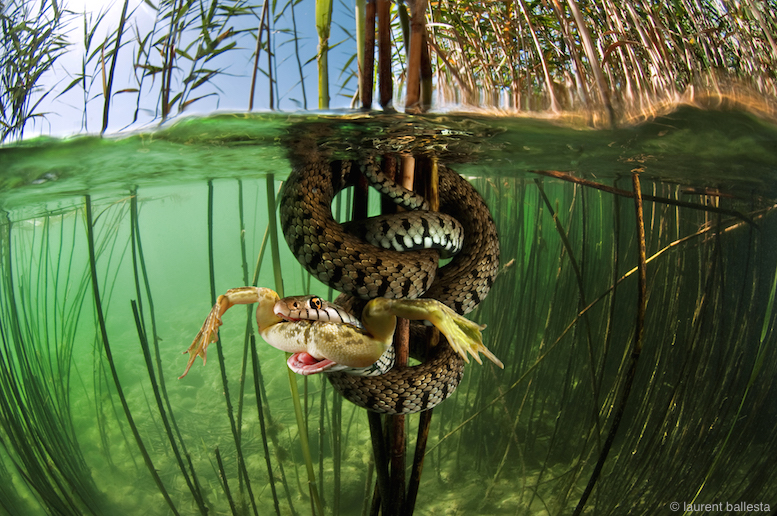 In a serpent-filled  freshwater lake in Neuchatel, Switzerland, a snake attempts to predate a frog, but moments later, spits it out.