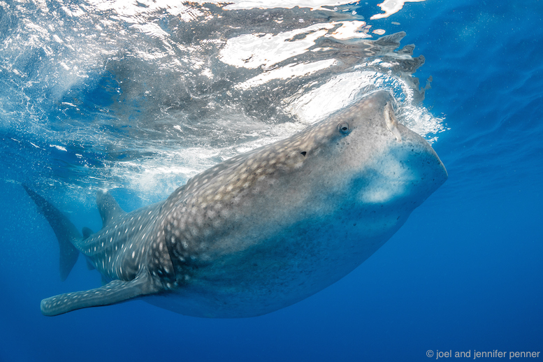 Snorkelling with whale sharks in the early morning required a departure from the recommended blue water jump settings. Equipment & settings: Canon EOS 5D Mark III, 15mm lens, Nauticam housing, available light, f/9, 1/250s, ISO 640