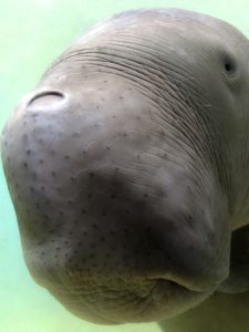 12) The camera's built in lens could barely fit this baby dugong's head in for a clear portrait shot