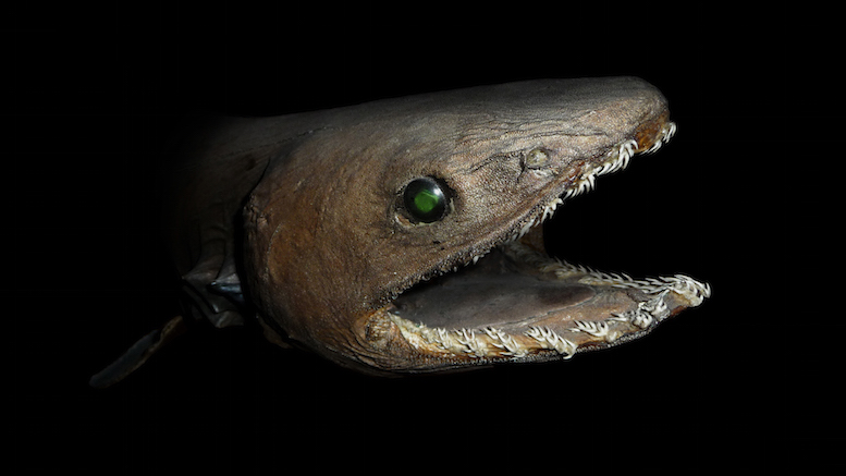Close up of the elusive frilled shark.