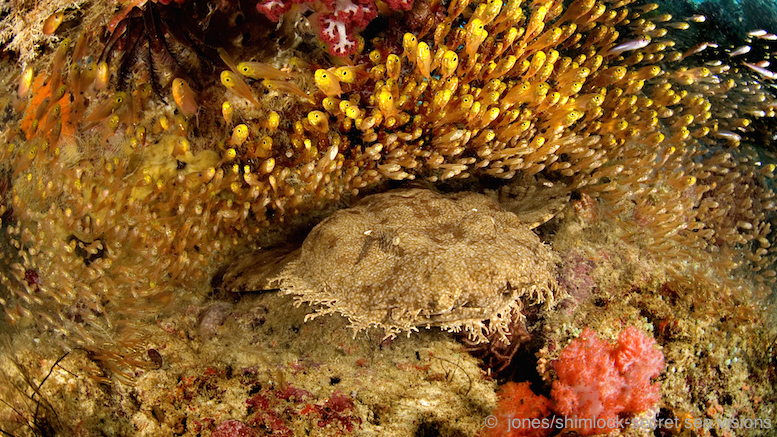 "Mioskan", Dampier Strait, Raja Ampat, Indonesia: Wobbegong sharks are common throughout Raja Ampat but rarely seen on other Indonesian Reefs