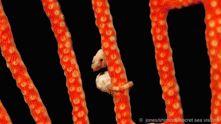 Raja Ampat, Indonesia: A tiny and delicate pygmy seahorse takes refuge in a vibrant coral
