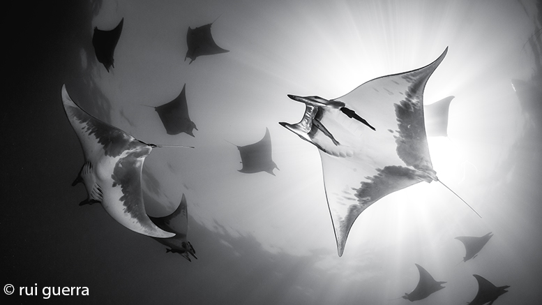 Diving between dozens of devil rays is a wonderful experience, possible in the Azores, particularly at Baixa do Ambrósio.