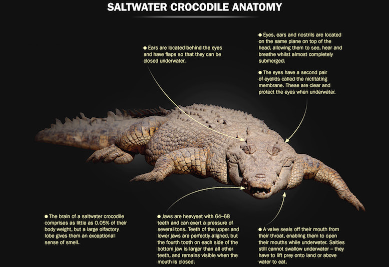 Saltwater crocodile anatomy