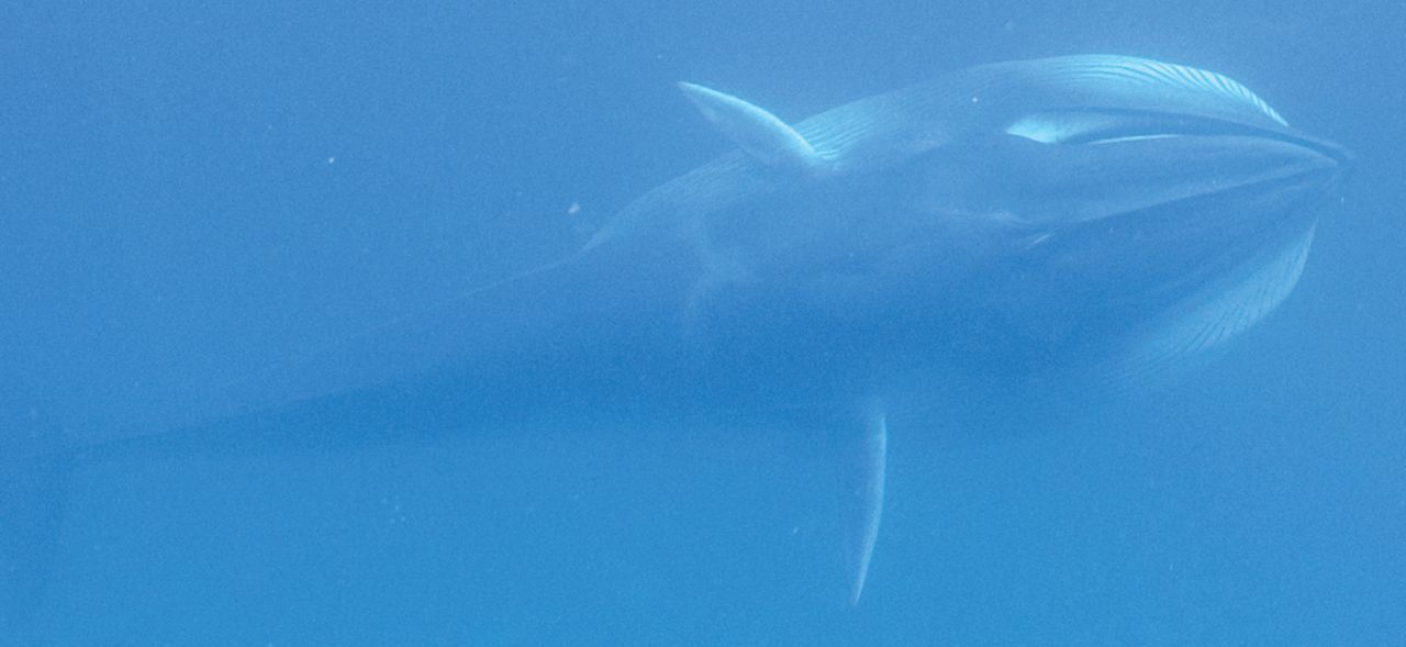 An Omura’s whale feeds, expanding its throat to engulf seawater. It will expel the water through plates of baleen hanging from its upper jaw that filter out prey, presumably zooplankton.