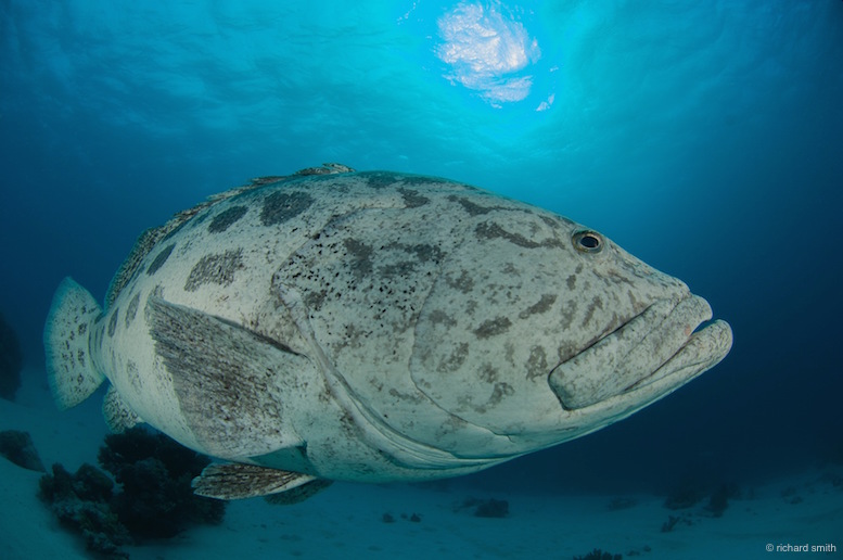 The techniques for shooting some of the biggest reef fishes are slightly different. I used a fisheye lens on this huge potato grouper (Epinephelus tukula).