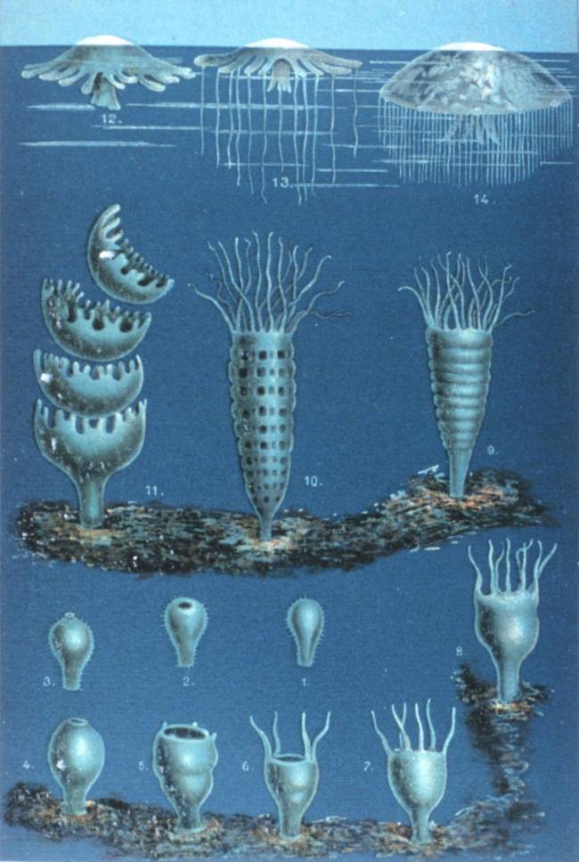 polyp-meduse-jellyfish-phases.jpg.650x0_q70_crop-smart