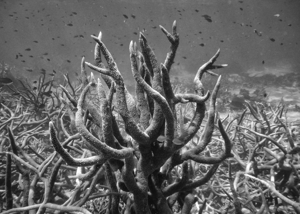 Coral formations © Jovannig