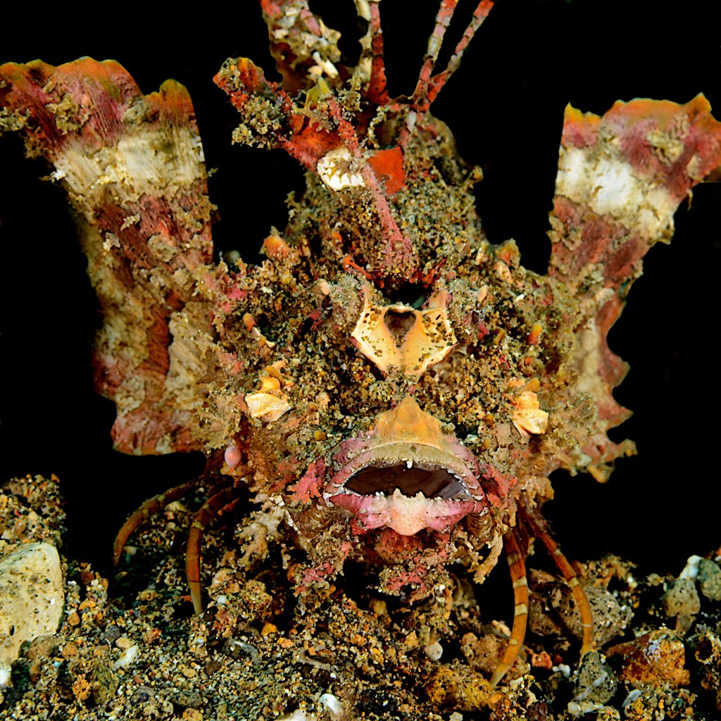 Face to face with a devil scorpionfish © Lynn Funkhouser