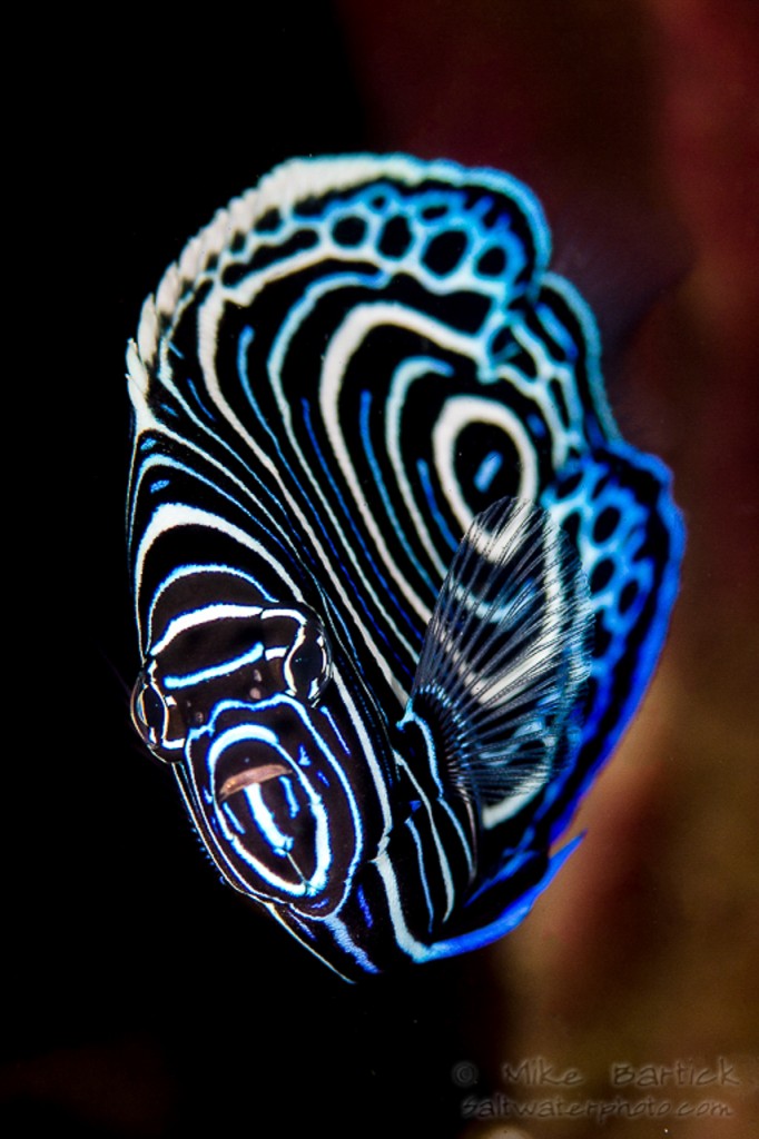 Ocellata - I love to photograph fish. It's not an easy task and requires a lot of concentration. I find the juvenile emperor angel fish to be as beautiful as any thing i could ever imagine.  