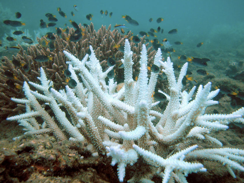 Bleached Acropora coral (foreground) and normal colony (background), Keppel Islands, Great Barrier Reef © Wikimedia Commons