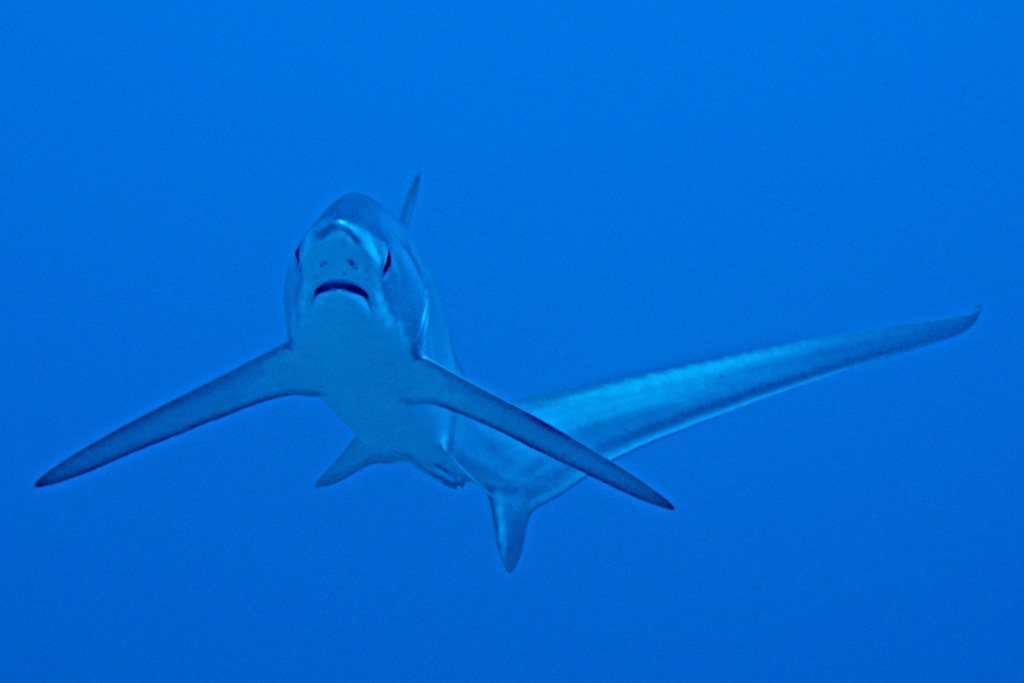 Ocean thresher shark © Lynn Funkhouser