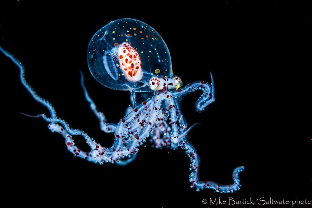 Pelagic octopus (1 of 1)