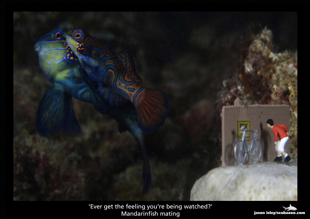 "Some shots took three full dives to complete, like the mating mandarinfish..."
