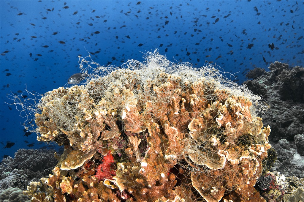 Fishing net caught on fire coral bommie, Millepora sp., in the Banda Islands. © Roger Delfts