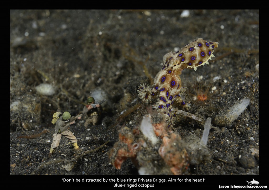 The blue-ringed octopus was on a mission and obviously had somewhere to be, it was quite straight forward to place the soldiers ahead of him and let him "discover" them, but he would then go straight past them and I would try again, I think we did that around five times to get the shot.