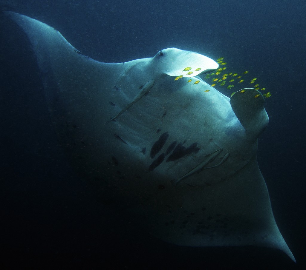 "The currents in the small channel between the islands provide a good place for manta rays to feed, and an abundance of cleaning stations." © Heather Sutton