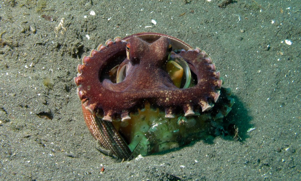 Coconut Octopus Amphioctopus marginatus © Bernard Dupont