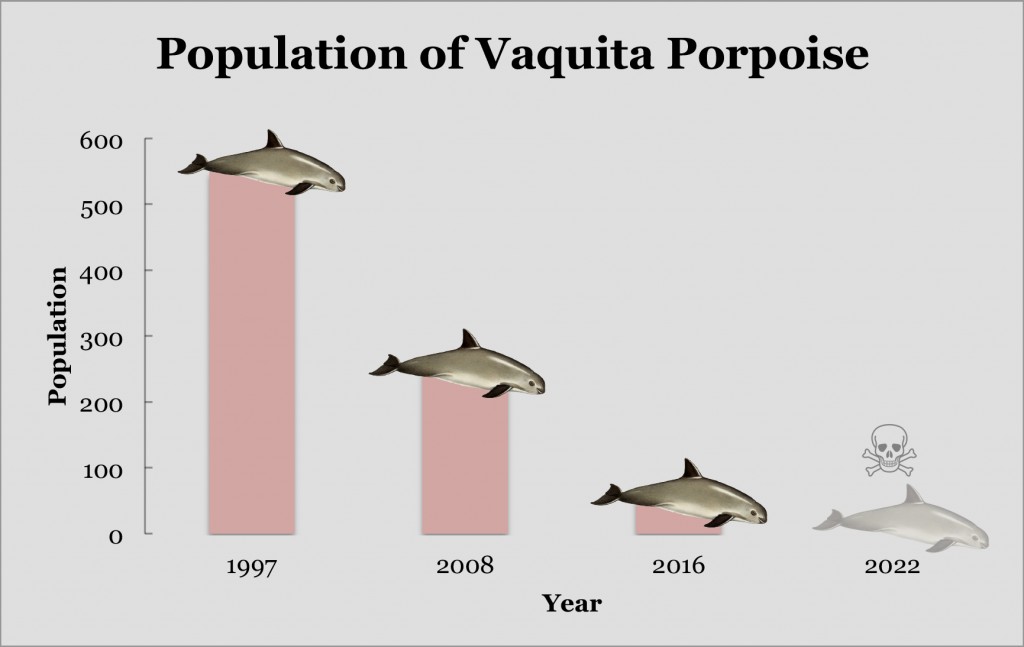 Showing the decline of the vaquita porpoise over the years, and the estimation of their extinction in 2022