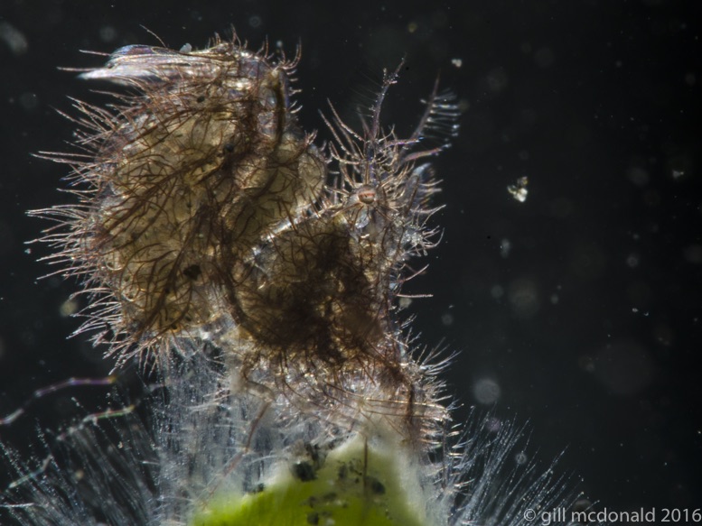 The hairy shrimp Phycocaris simulans at Popo dive site in Manado