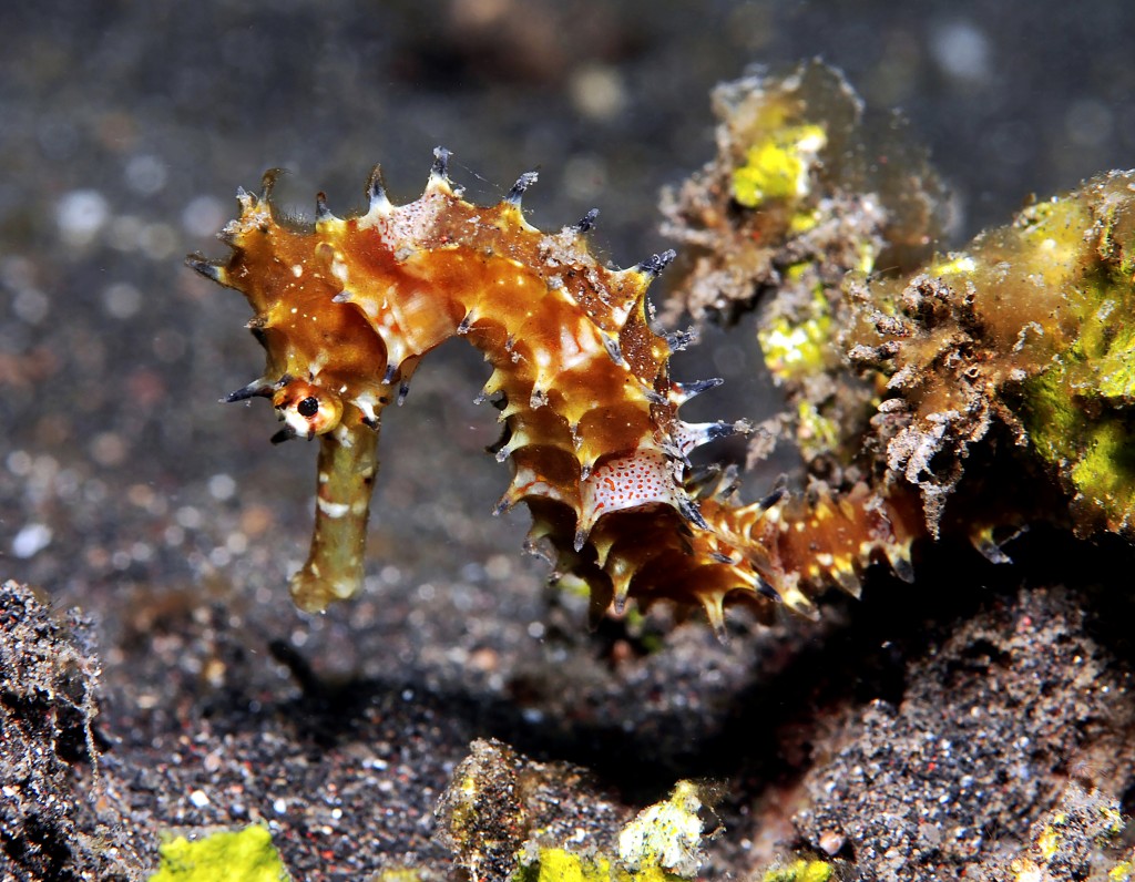 Thorny seahorse, Hippocampus histrix © Dave Harasti