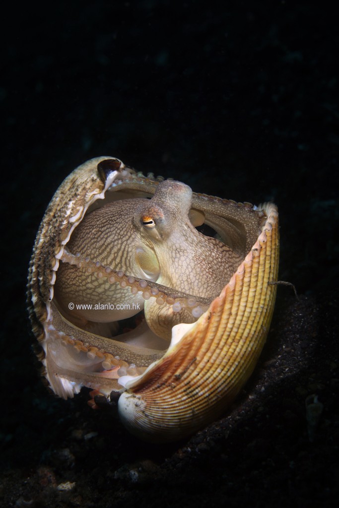 The octopus using a clam shell for protection