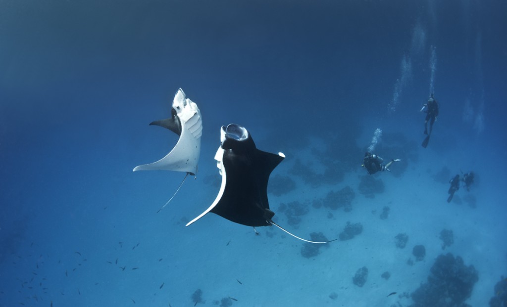 Two mantas rise to feed together. © Richard Barnden