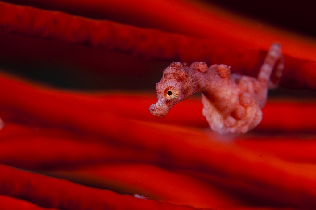 A Denise's pygmy seahorse investigates its surroundings, securely attached to its gorgonian holdfast. © Dr Richard Smith
