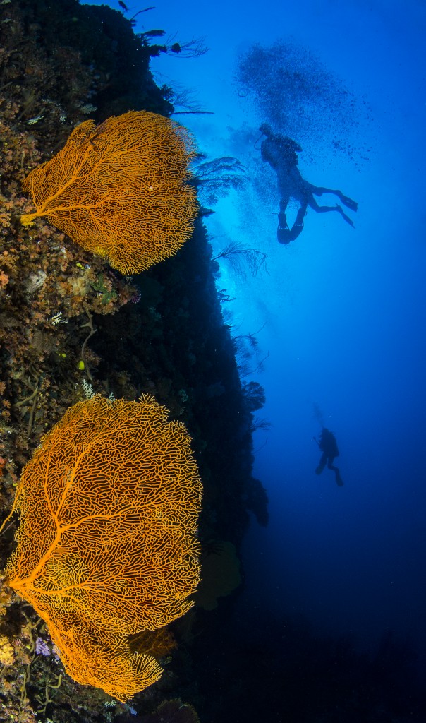 "Most sites are between 10 and 20 metres deep but there are some fantastic wall dives on the outer edge of the lagoon which are deeper and have stronger currents." © Heather Sutton