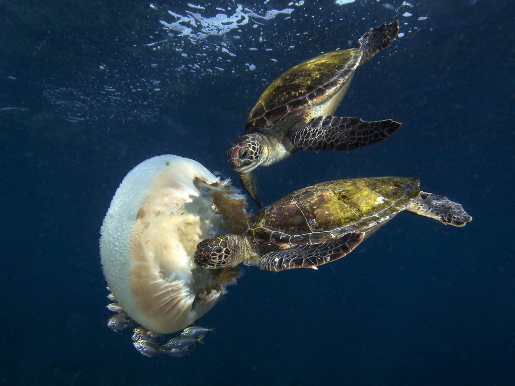 "It had now become crowded around the jellyfish and the turtles would use their flippers to push each other back with determination." © Rosie Leaney