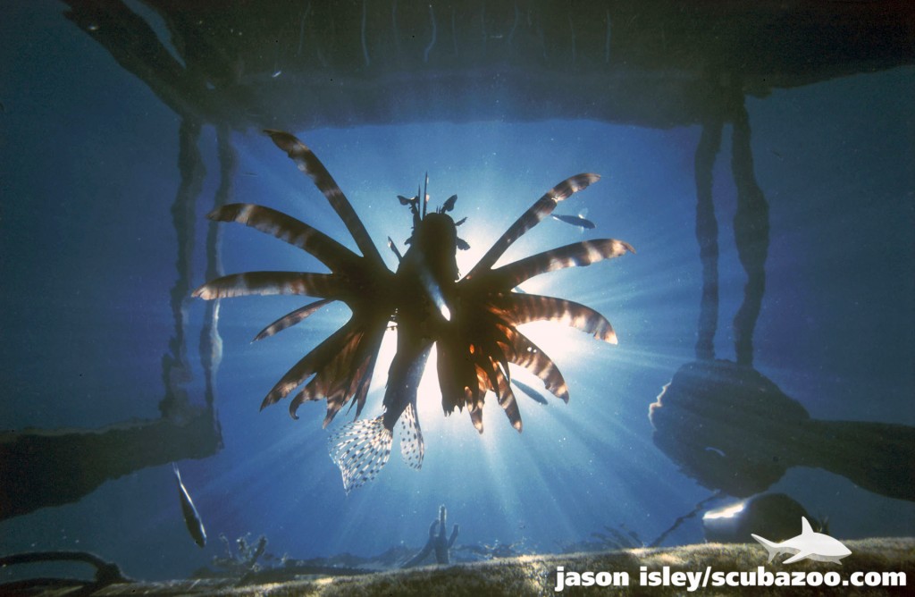 " The sun was piercing through the jetty like the lead windows of a cathedral and as I prepared my camera settings the lionfish swam diagonally from one corner of the jetty to the opposite corner...