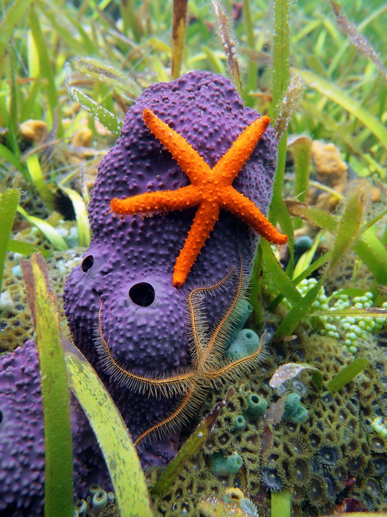 11 of the Most Famous Ocean Creatures - Underwater360