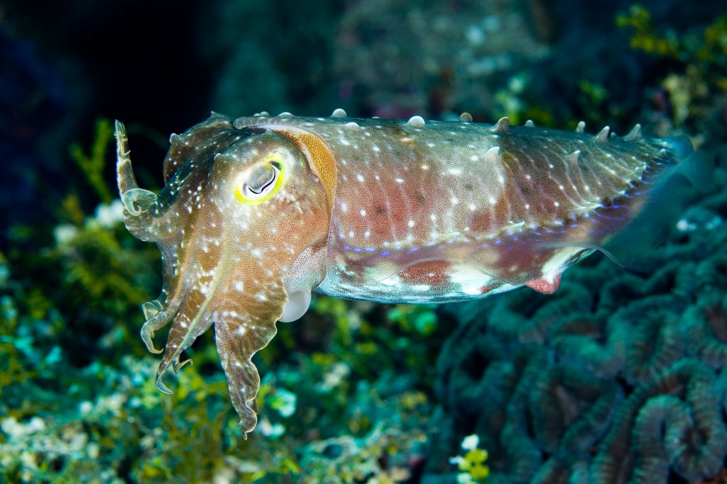 A broadclub cuttlefish, the largest of the tropical cuttlefishes. © 123rf.com