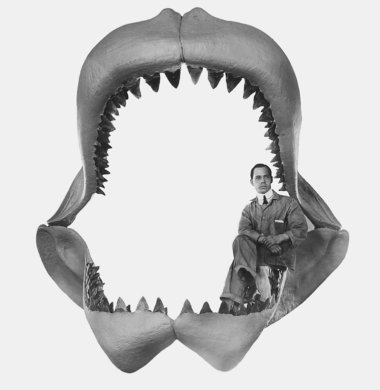 "They have a rough exterior that gets smoother at the tooth’s finely serrated edges, and are set in massive jaws that pack a 24,400 to 41,000-pound bite force, enough to comfortably snap steel." © WIkimedia Commons