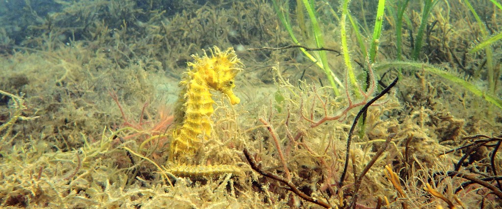 "As divers, we have a duty to the species we go to see in their underwater realm and this duty is particularly important with seahorses." © Neil Garrick-Maidment
