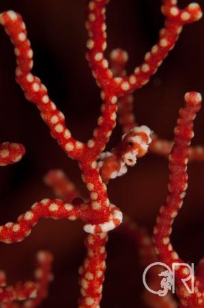 With their tails wrapped around gorgonian, looking like lifebuoys anchoring them to their host, divers can carefully study their intricate skin textures that make them so hard to spot." © Dr. Richard Smith