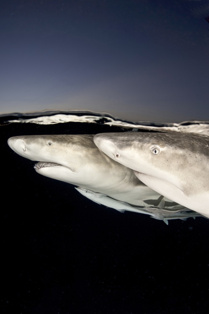 As the sun sets, the water turns an inky black, and there’s just enough light both above and below to allow the capture of this special portrait of two female lemon sharks. © Lesley Rochat