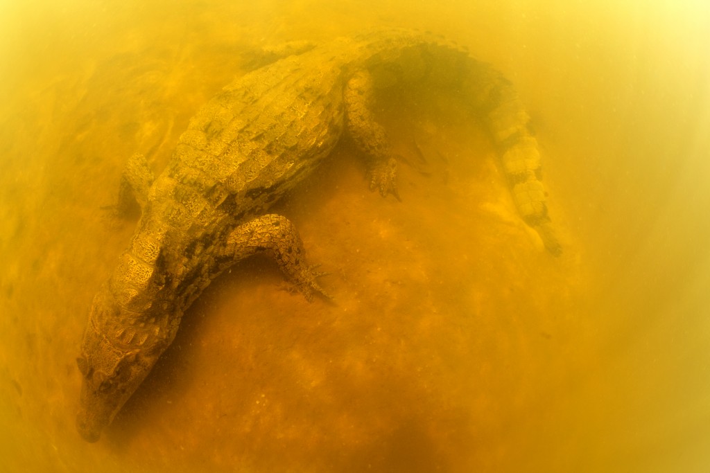 A black caiman rests on the bottom of the Rio Negro, Brazil © Michel Roggo