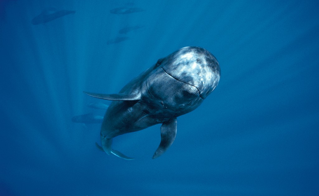 Pilot whales are highly intelligent, self-aware animals with complex, social cultures. © Bob Talbot/ Sea Shepherd Conservation Society