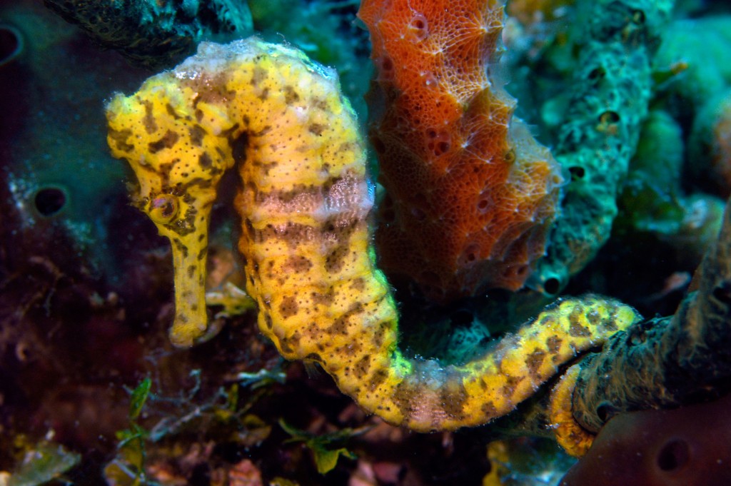 A beautiful yellow longsnout seahorse uses its tail to cling to a sponge © Joseph Belanger