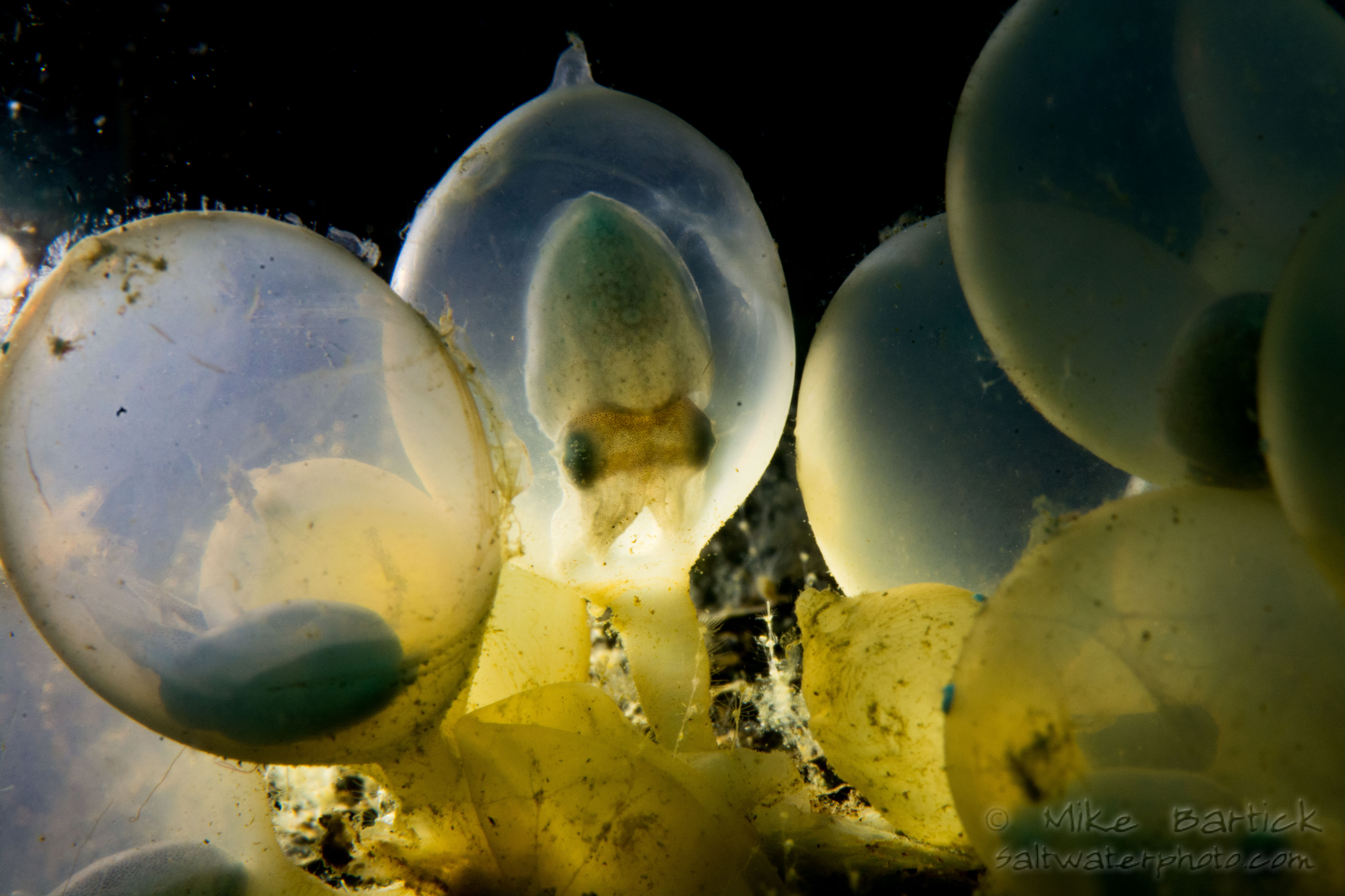 Cuttlefish eggs © Mike Bartick