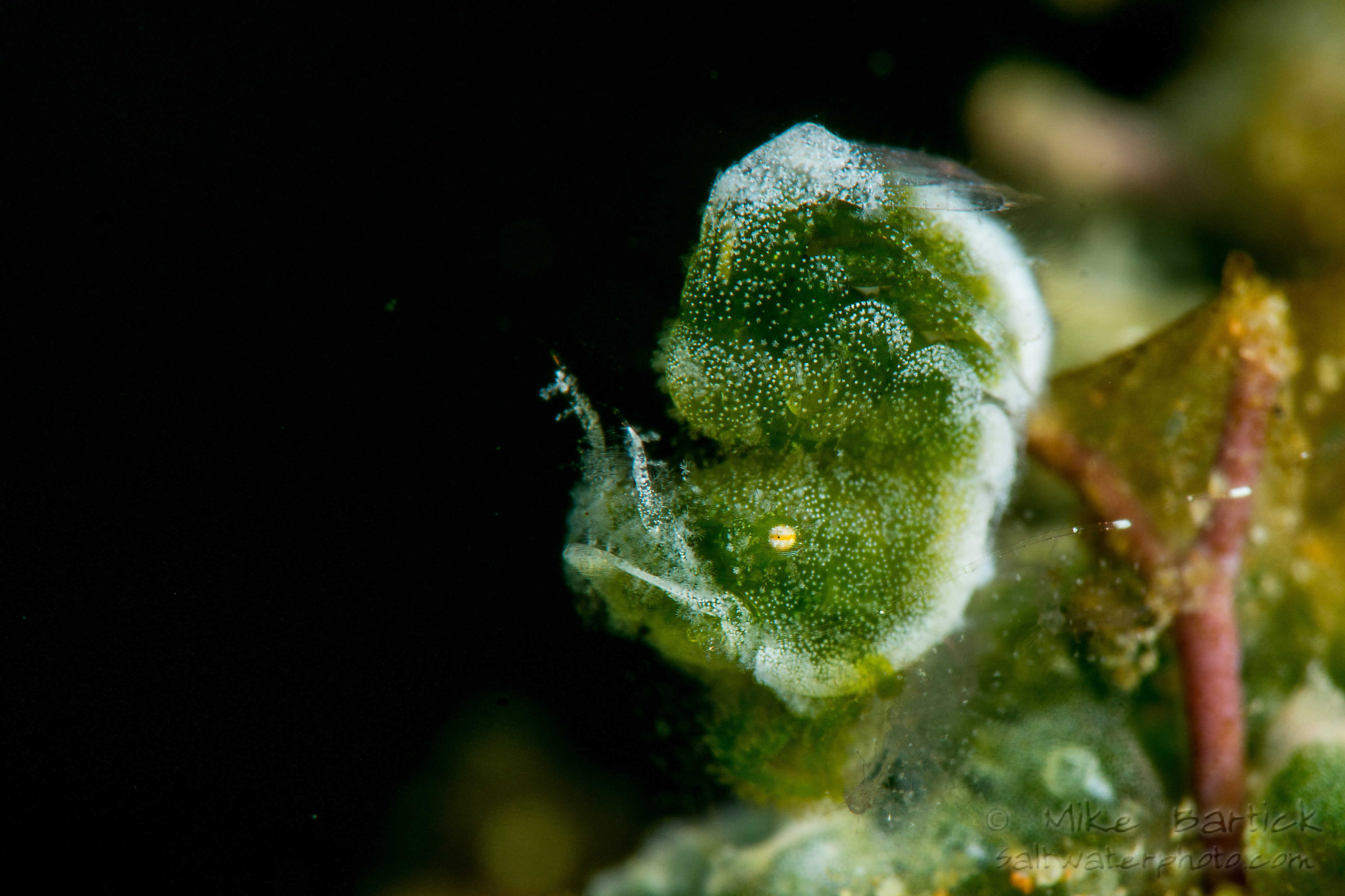 Wasabi Pea hairy shrimp © Mike Bartick