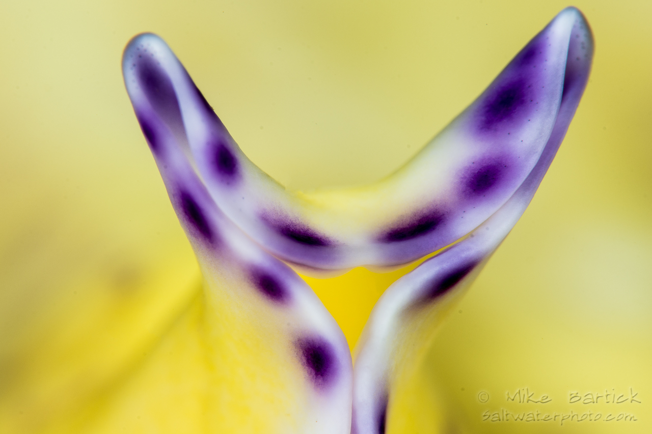 Yellow flatworm © Mike Bartick