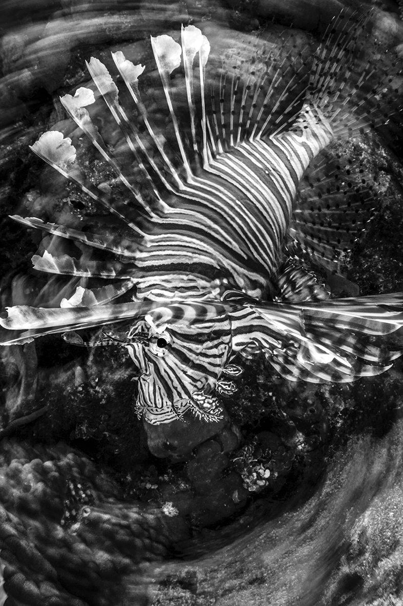 Lionfish really lend themselves to creative photography © Michele Westmorland