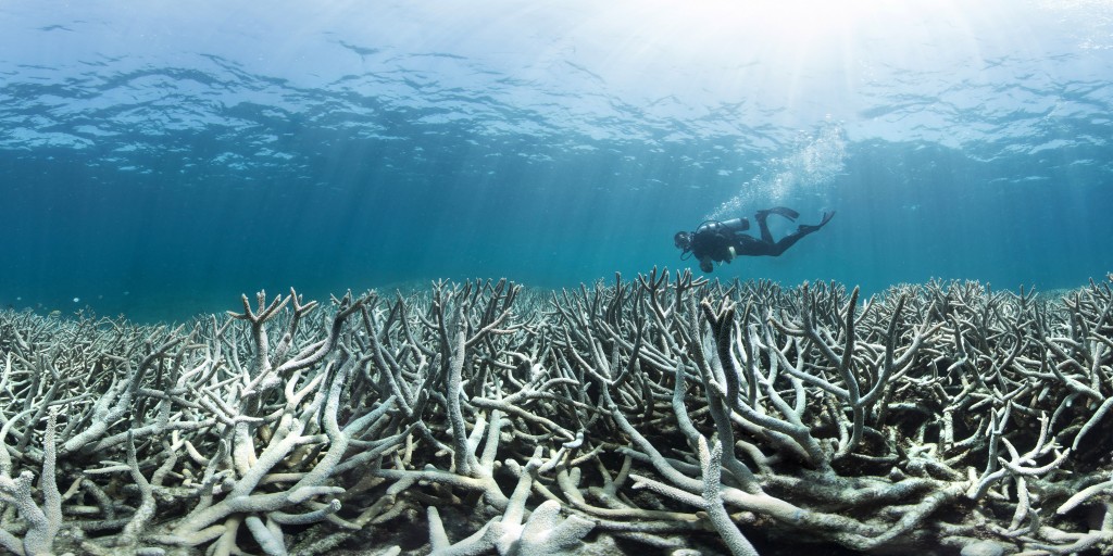 "When water temperatures are too high the algae start to produce free radicals which damage the coral. If temperatures do not return to normal soon, and the coral reabsorb the algae, it will likely die." © XL Catlin Seaview Survey